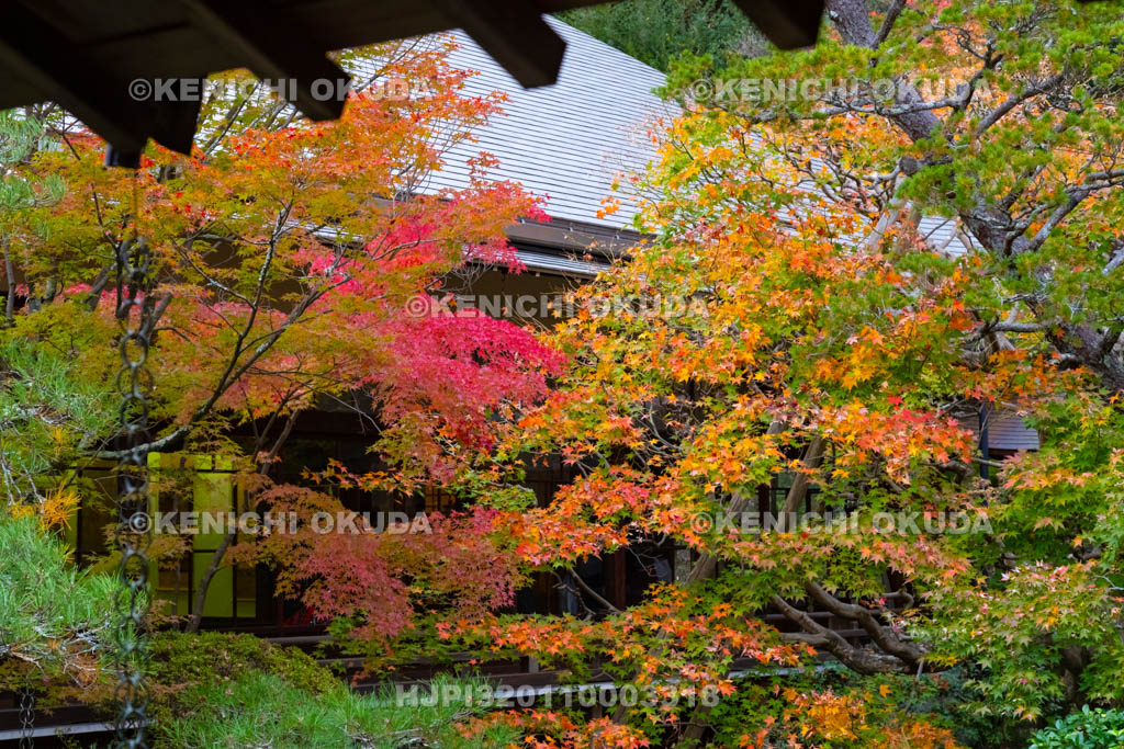 京都府　永観堂禅林寺　紅葉の方丈北庭
