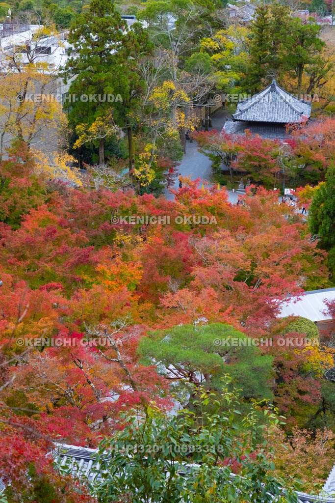 京都府　紅葉の永観堂禅林寺　多宝塔から望む境内