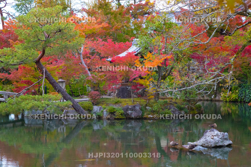京都府　紅葉の永観堂禅林寺　弁天社と放生池