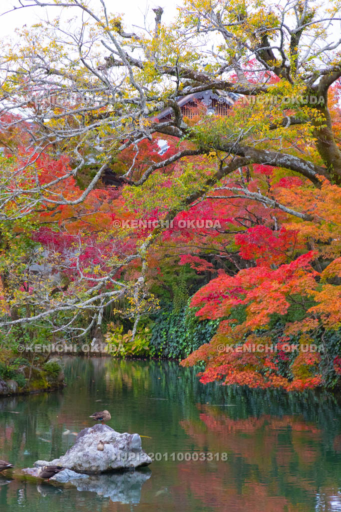 京都府 紅葉の永観堂禅林寺 放生池
