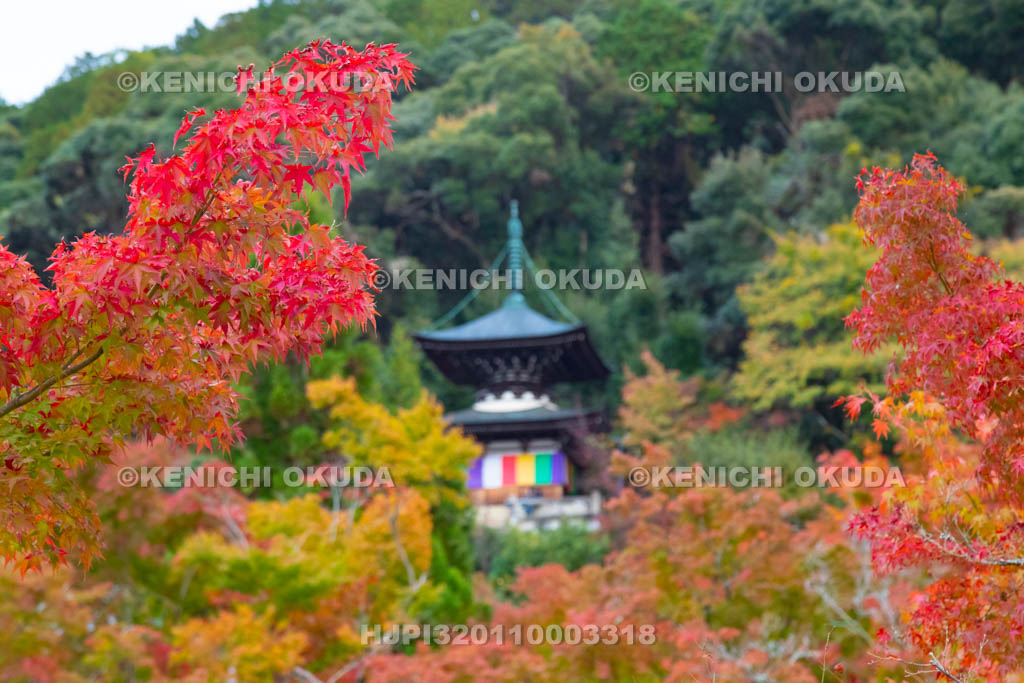 京都府　永観堂禅林寺　紅葉と多宝塔