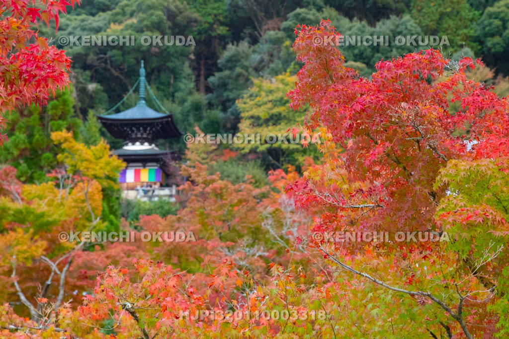 京都府　永観堂禅林寺　紅葉と多宝塔