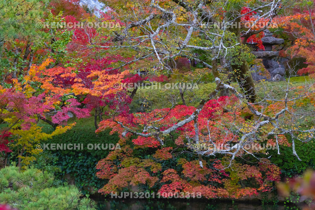 京都府　紅葉の永観堂禅林寺　放生池付近