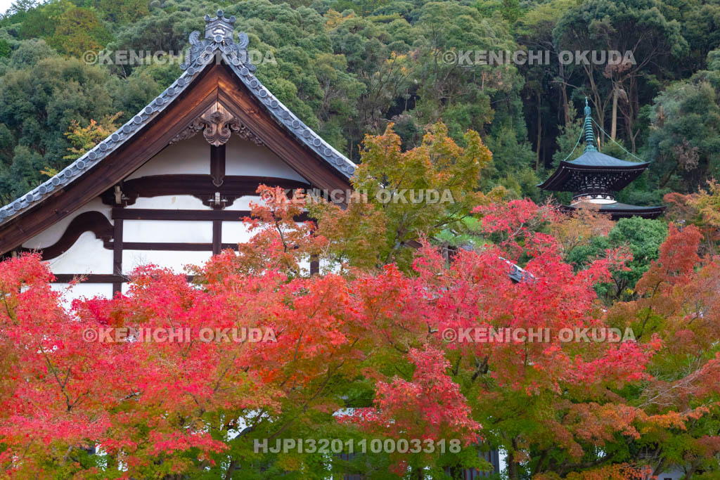 京都府　紅葉の永観堂禅林寺　鶴寿台と多宝塔