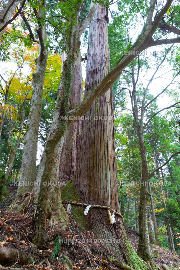 京都府　貴船神社の御神木　相生の杉