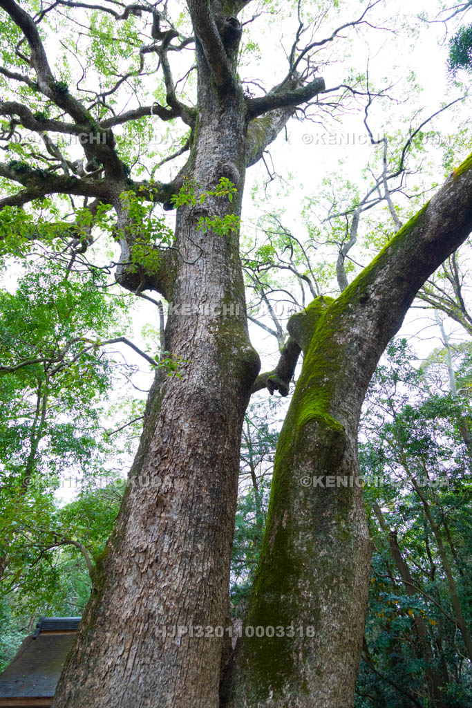 兵庫県　伊弉諾神宮の夫婦大楠