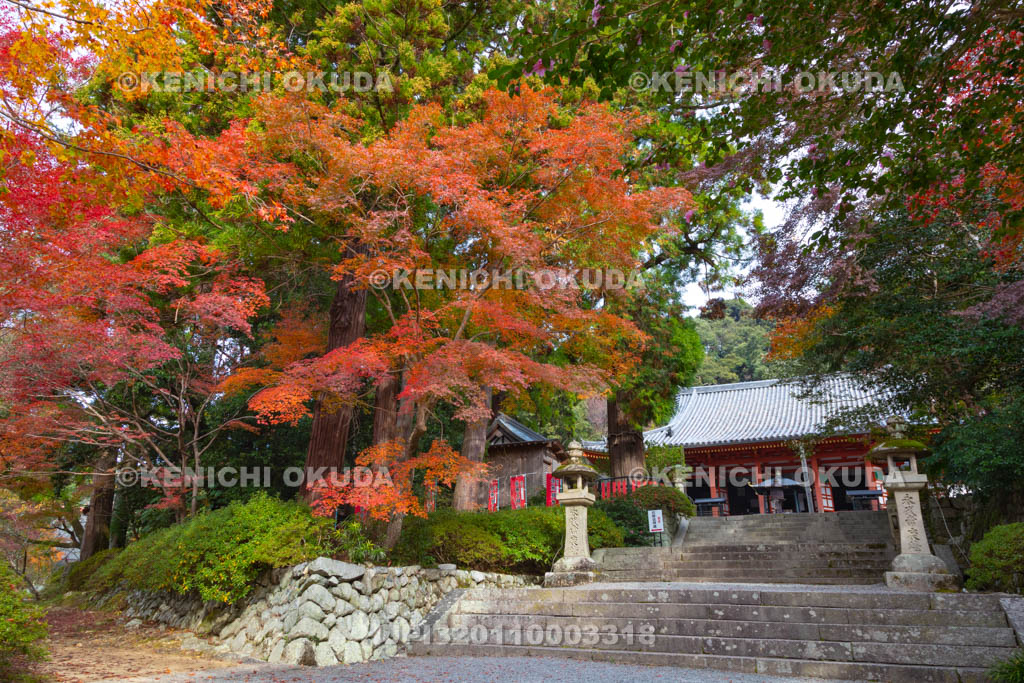 大阪府　紅葉の観心寺