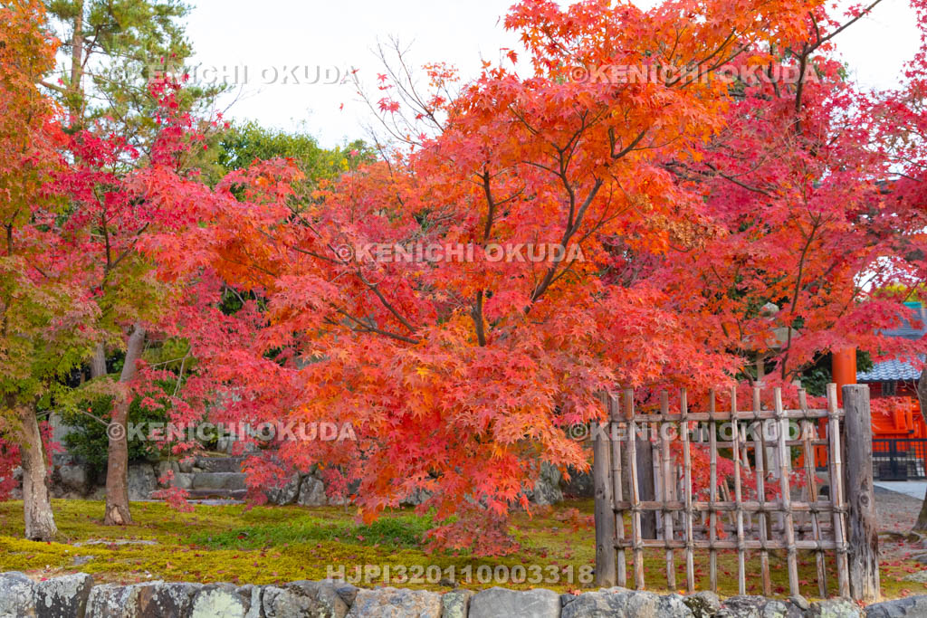 京都府　天龍寺の紅葉　八幡社付近