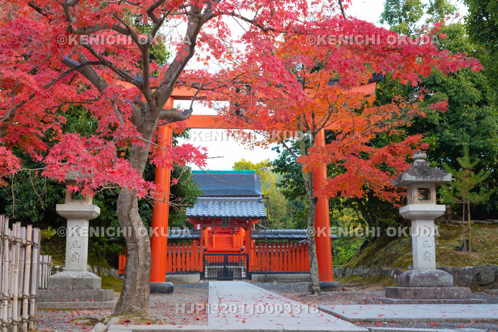 京都府　天龍寺の紅葉　八幡社