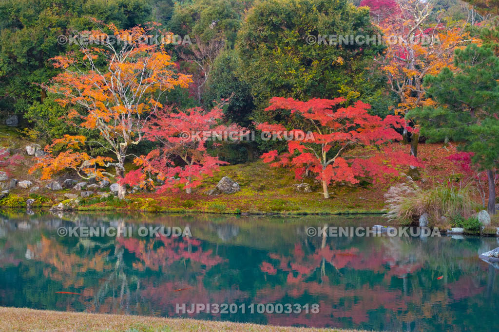 京都府 天龍寺 紅葉の曹源池庭園
