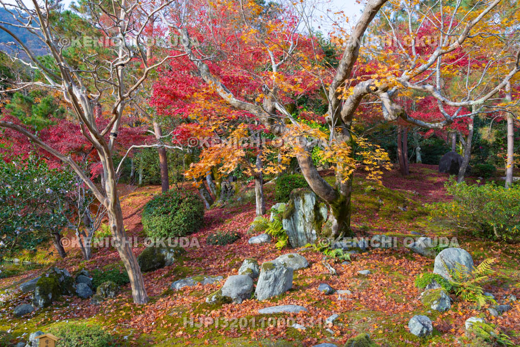 京都府　天龍寺の紅葉