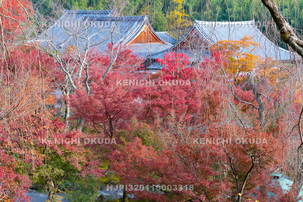 京都府 天龍寺の紅葉