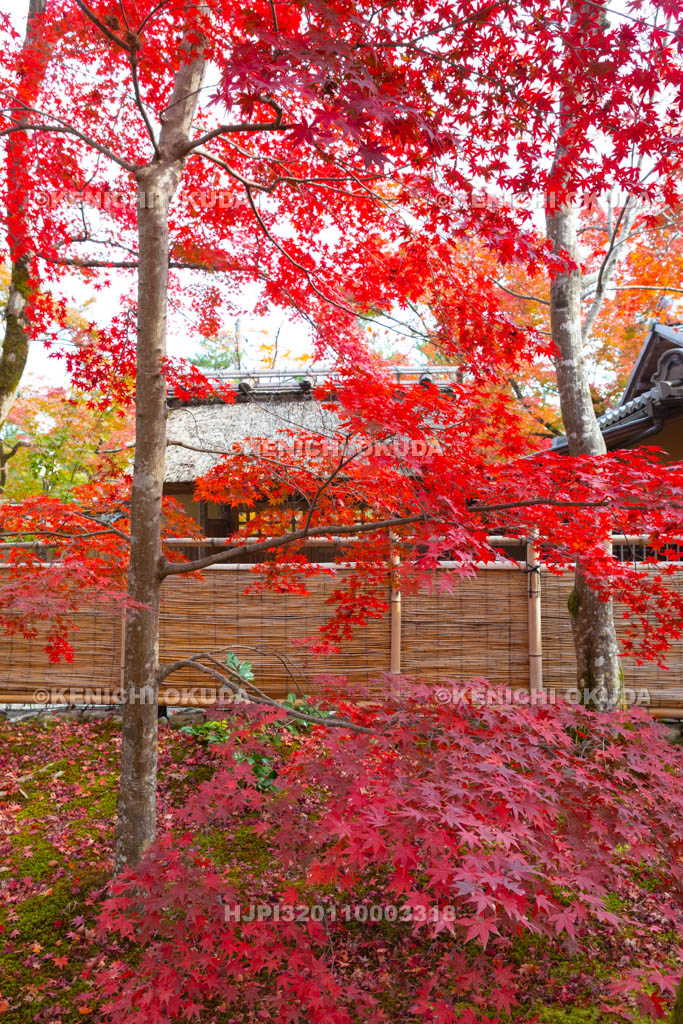 京都府　宝厳院の紅葉　書院門付近