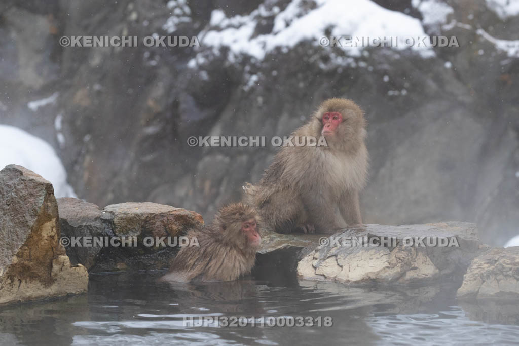 長野県　地獄谷野猿公苑のニホンザル