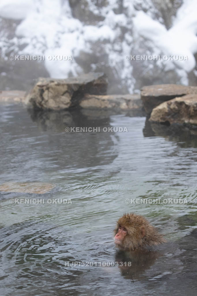 長野県 地獄谷野猿公苑のニホンザル