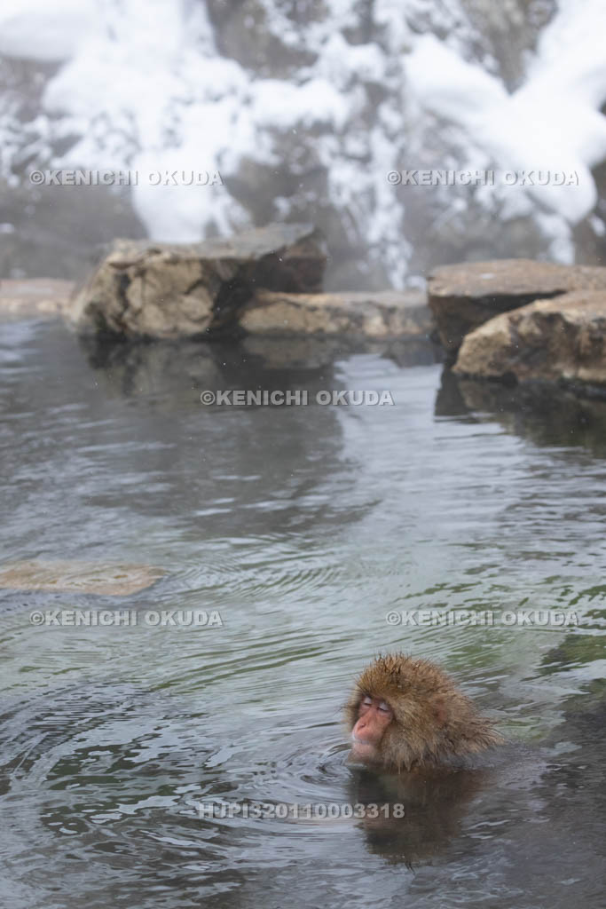 長野県　地獄谷野猿公苑のニホンザル