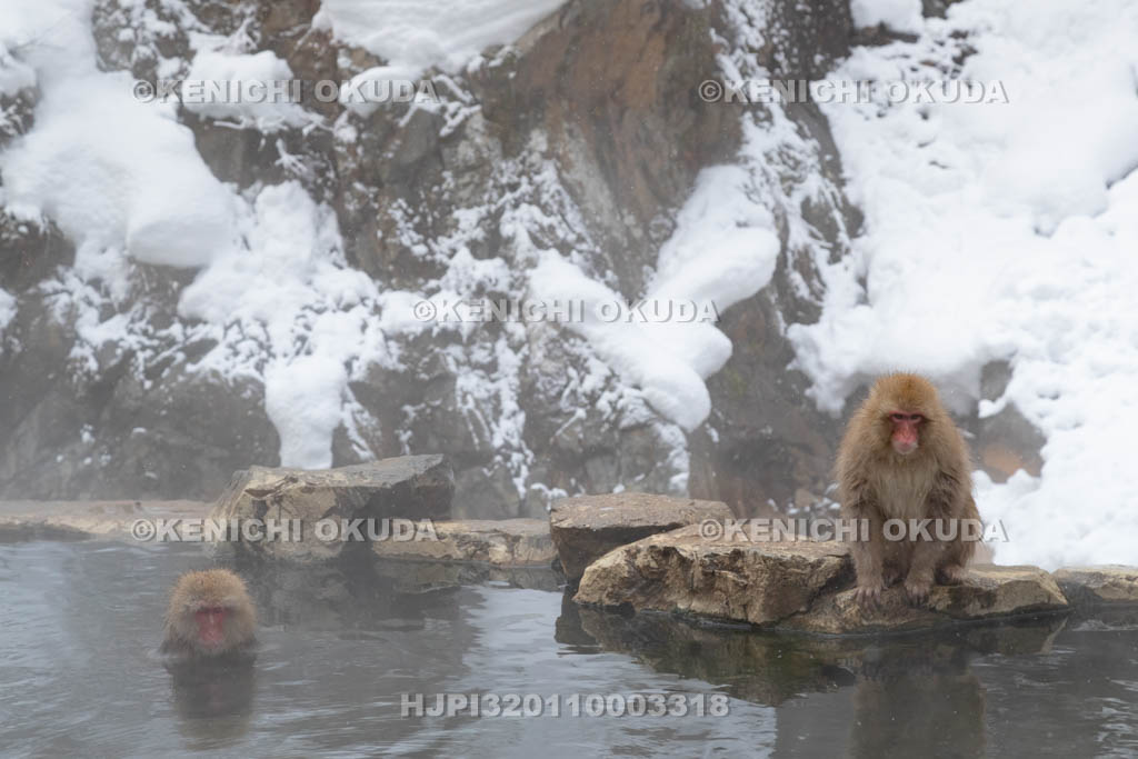 長野県　地獄谷野猿公苑のニホンザル