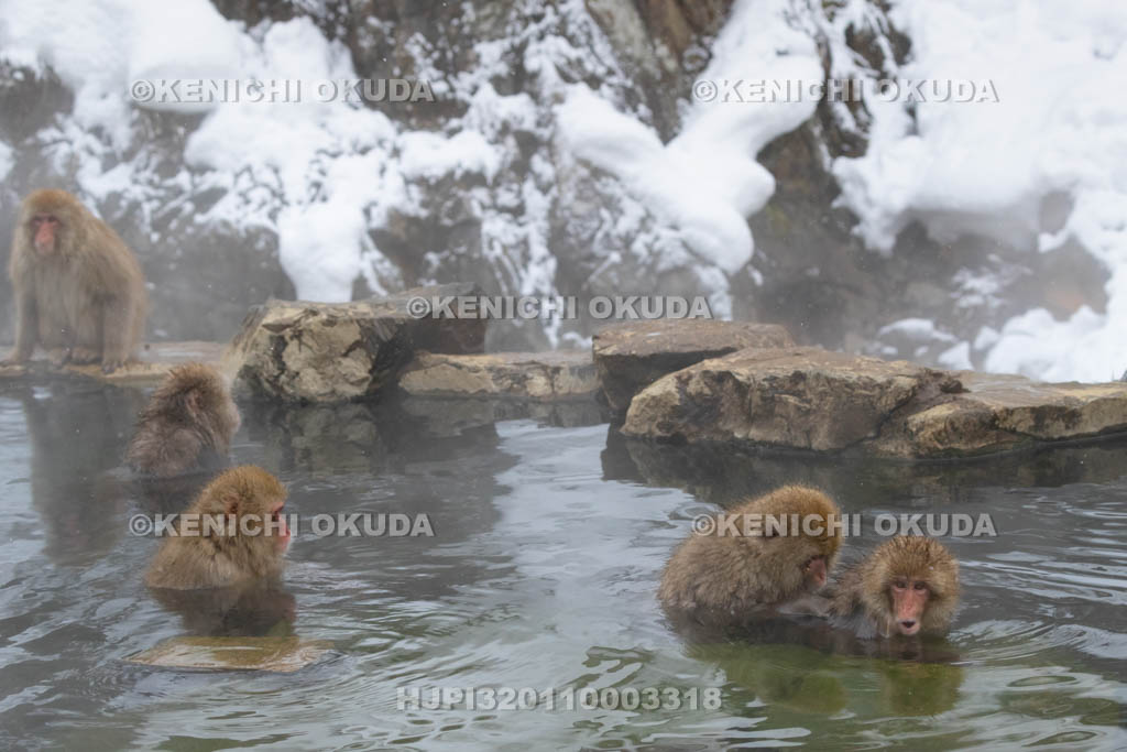 長野県　地獄谷野猿公苑のニホンザル