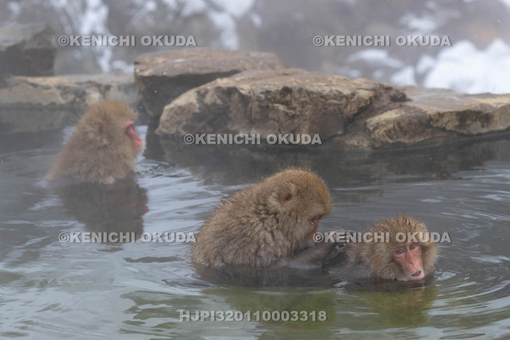 長野県　地獄谷野猿公苑のニホンザル