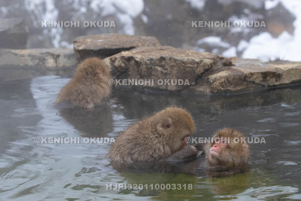 長野県　地獄谷野猿公苑のニホンザル