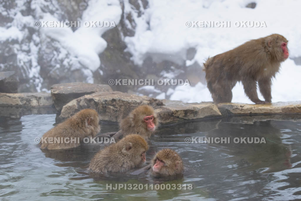 長野県　地獄谷野猿公苑のニホンザル