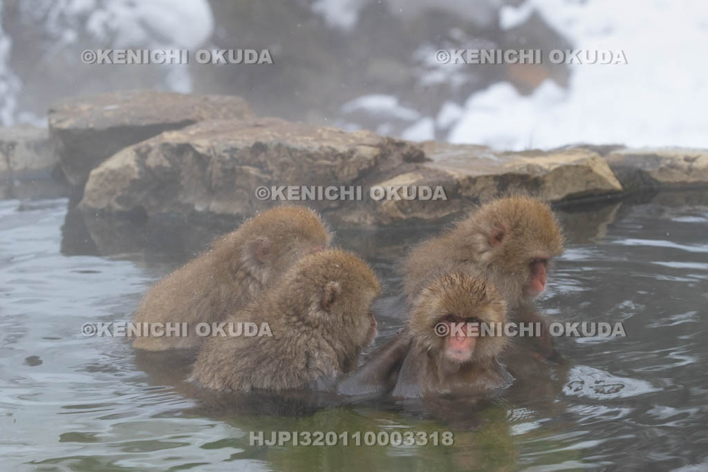 長野県　地獄谷野猿公苑のニホンザル