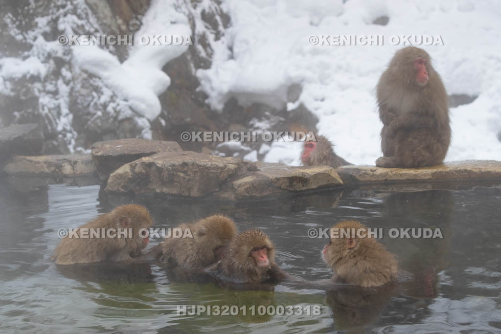 長野県 地獄谷野猿公苑のニホンザル