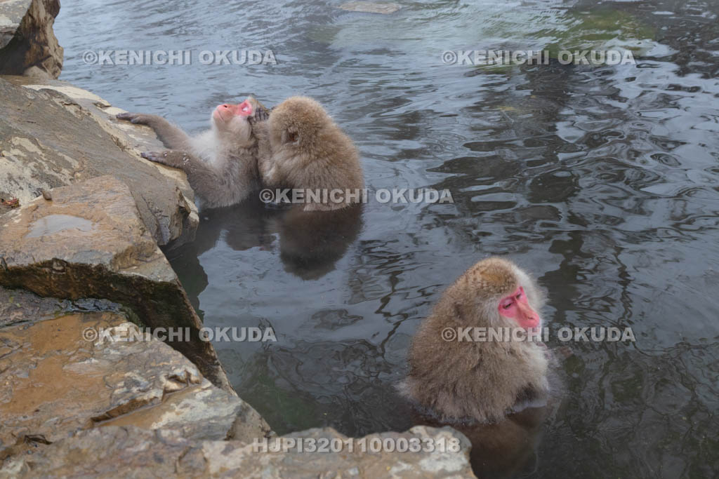長野県　地獄谷野猿公苑のニホンザル