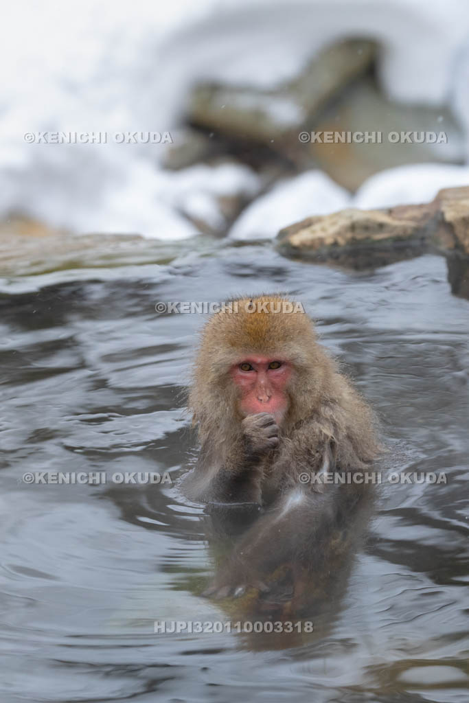 長野県　地獄谷野猿公苑のニホンザル