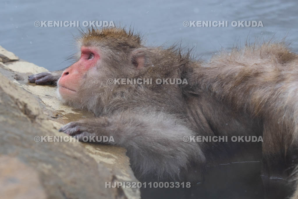 長野県　地獄谷野猿公苑のニホンザル