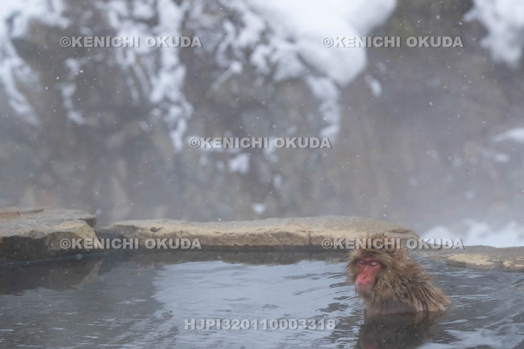 長野県　地獄谷野猿公苑のニホンザル