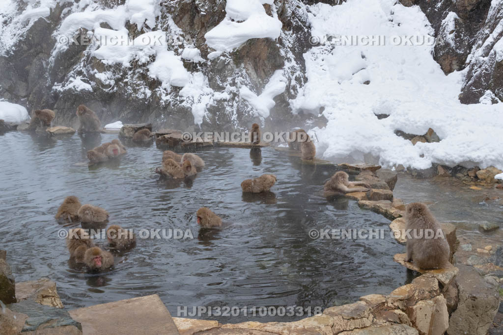長野県　地獄谷野猿公苑のニホンザル