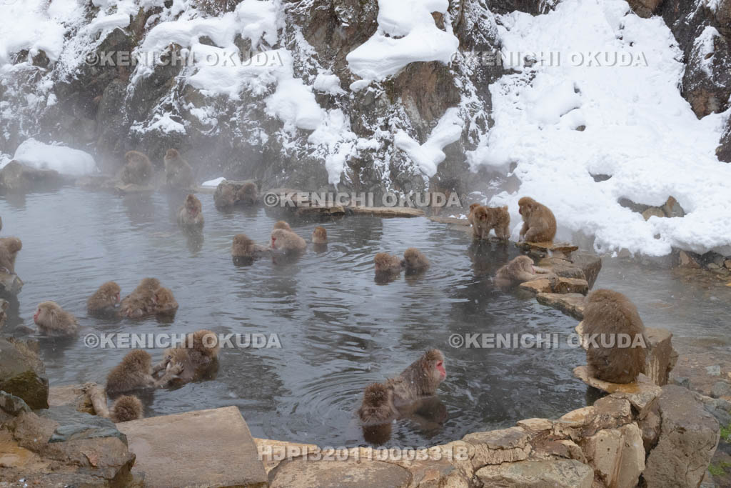 長野県　地獄谷野猿公苑のニホンザル