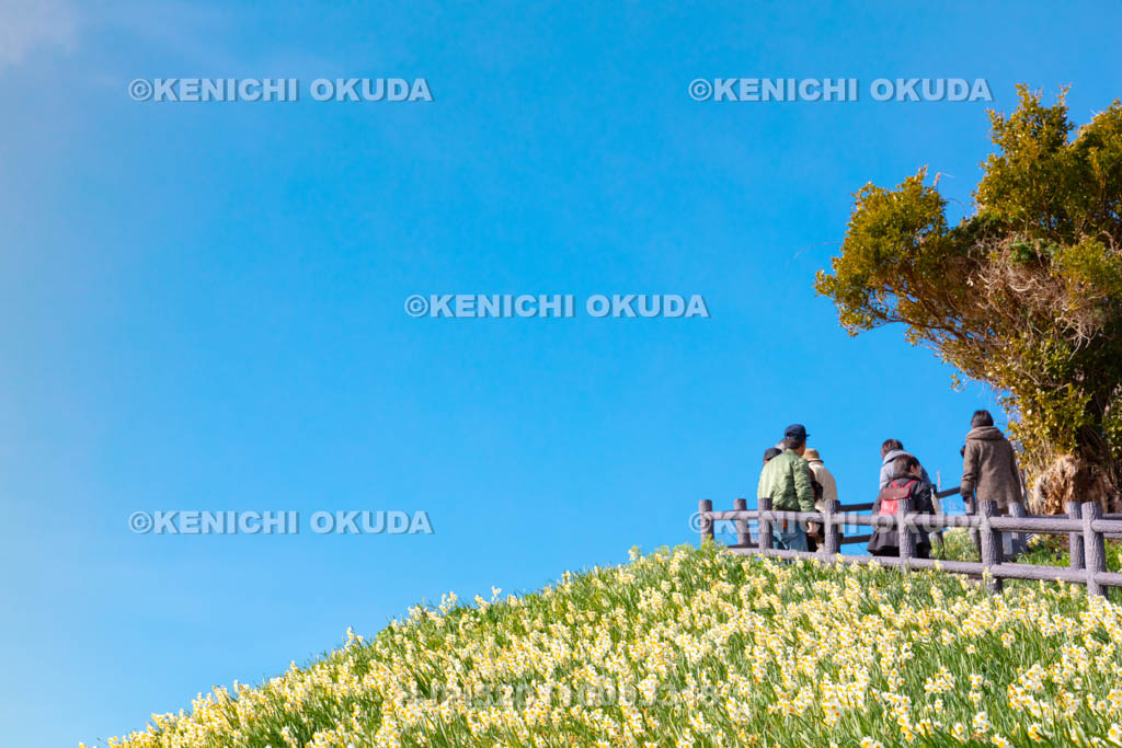 兵庫県　淡路島　灘黒岩水仙郷