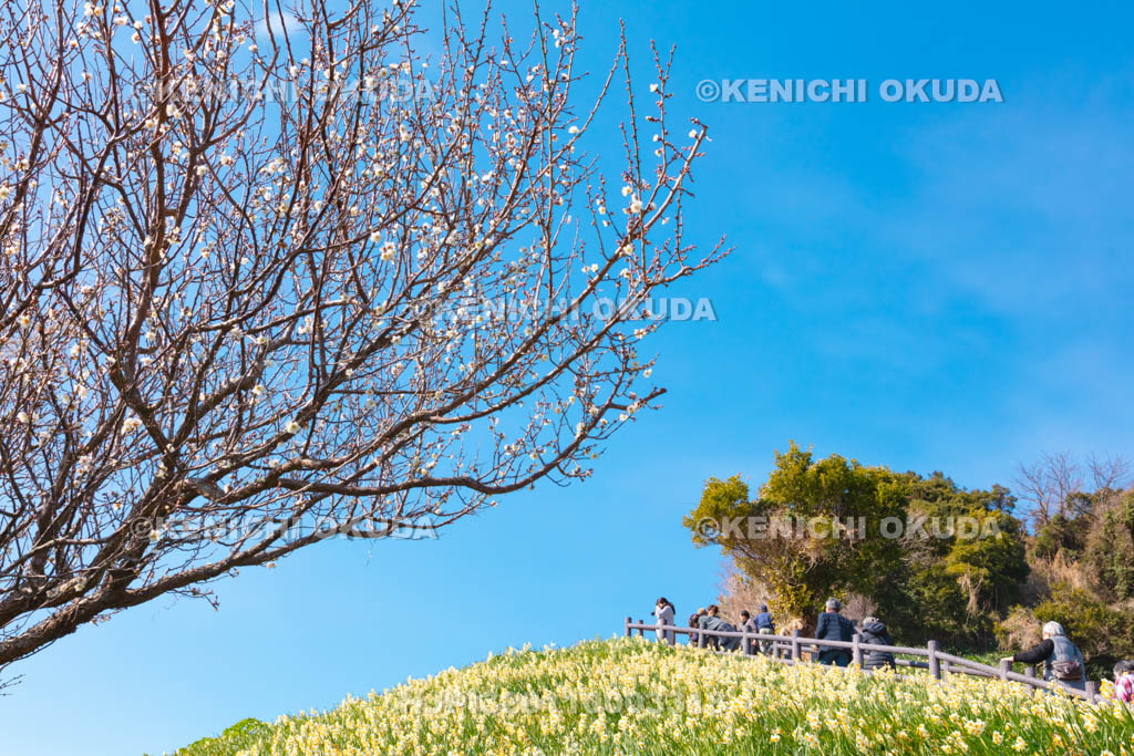 兵庫県　淡路島　灘黒岩水仙郷