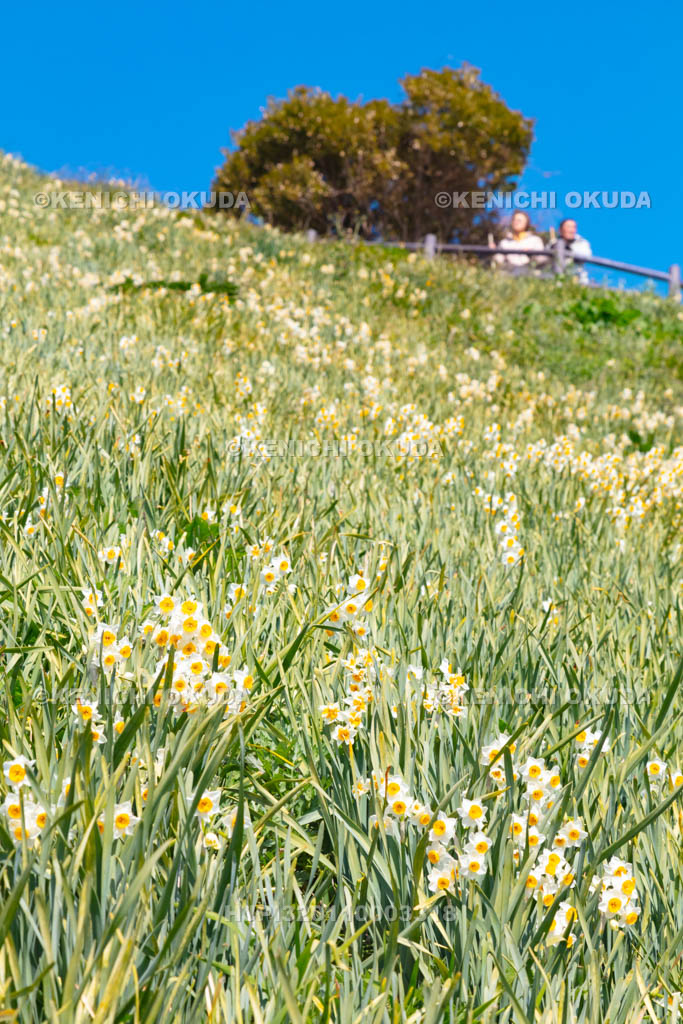 兵庫県　淡路島　灘黒岩水仙郷