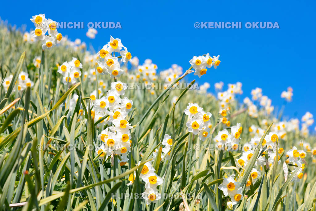 兵庫県 淡路島 灘黒岩水仙郷