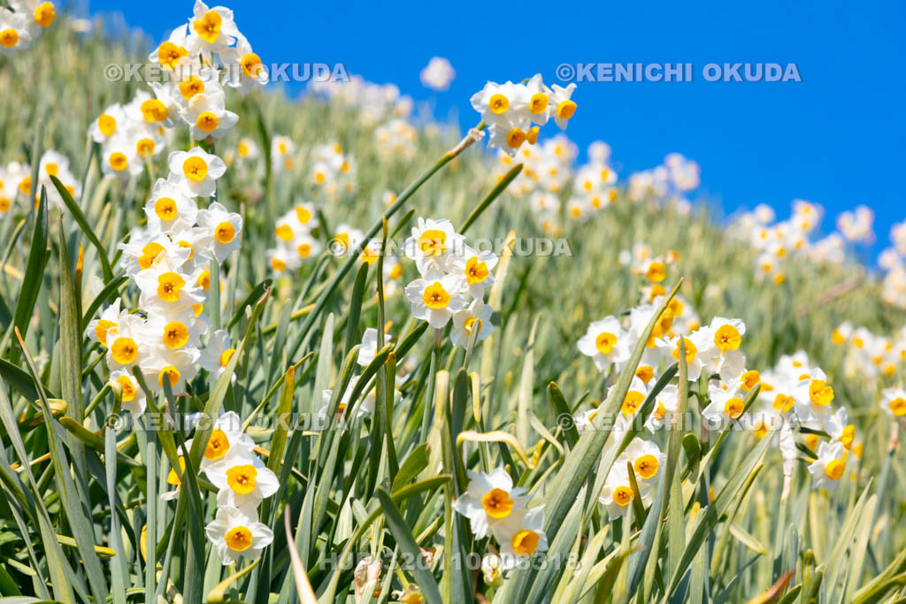兵庫県　淡路島　灘黒岩水仙郷