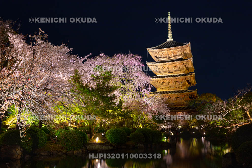 京都府 東寺 桜ライトアップ
