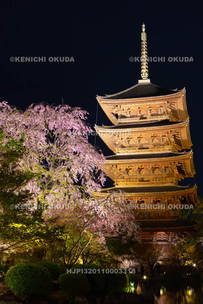 京都府 東寺 桜ライトアップ