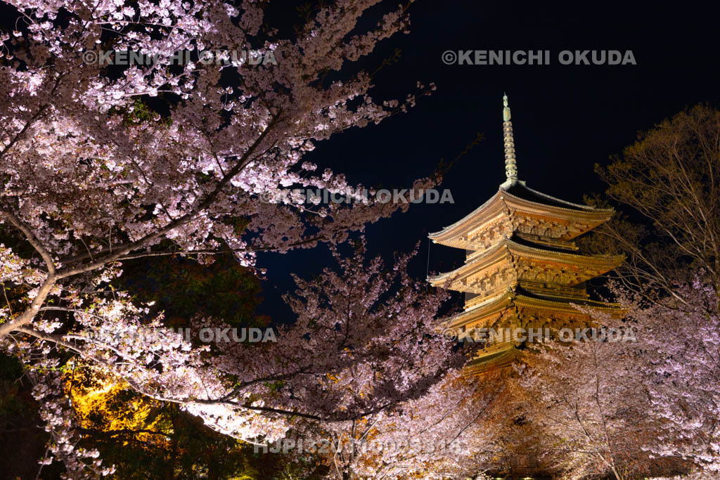 京都府 東寺 桜ライトアップ