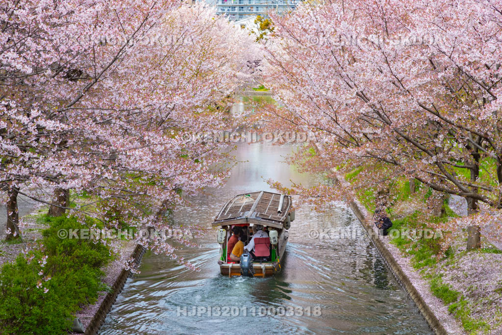 京都府　桜と伏見十石舟