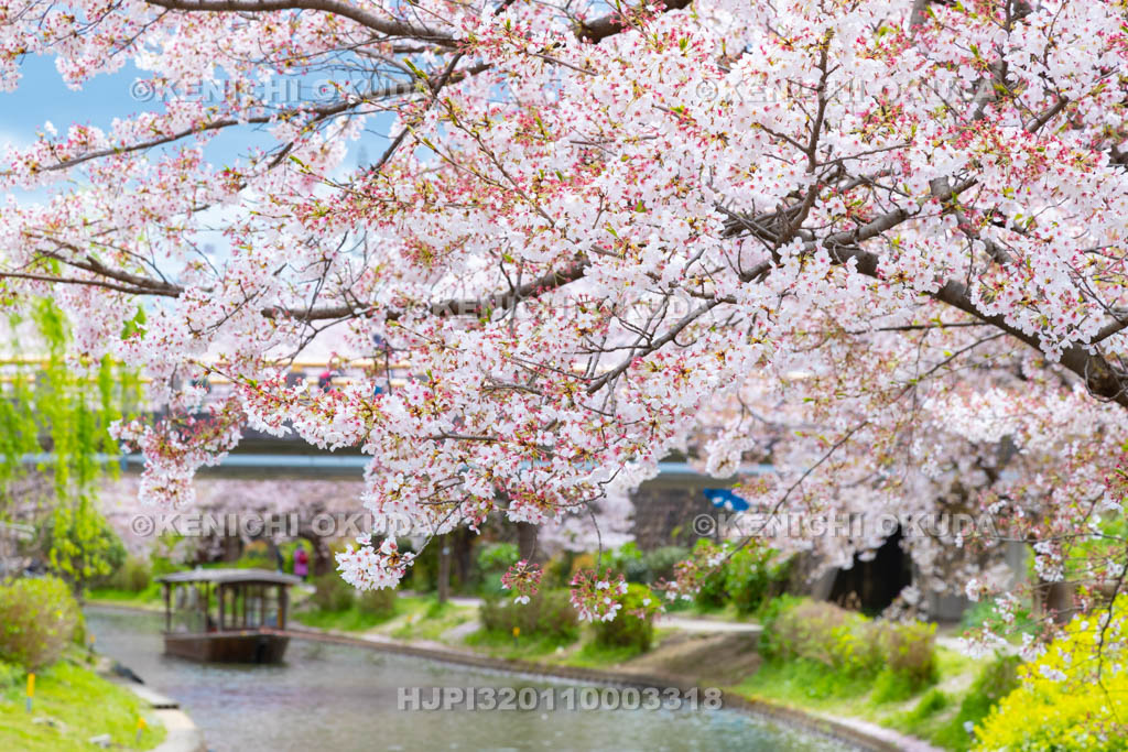 京都府　桜と伏見十石舟