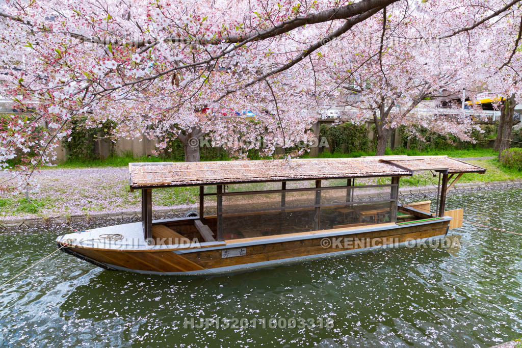 京都府　桜と伏見十石舟