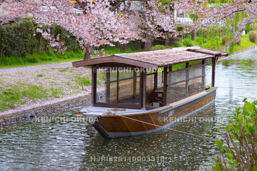 京都府　桜と伏見十石舟