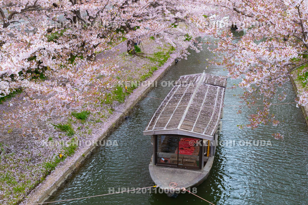 京都府　桜と伏見十石舟