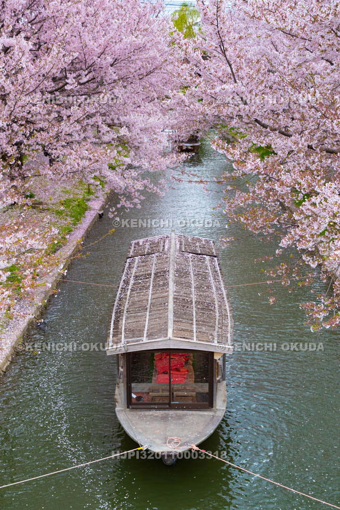京都府　桜と伏見十石舟
