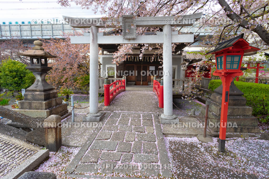 京都府　桜と六孫王神社