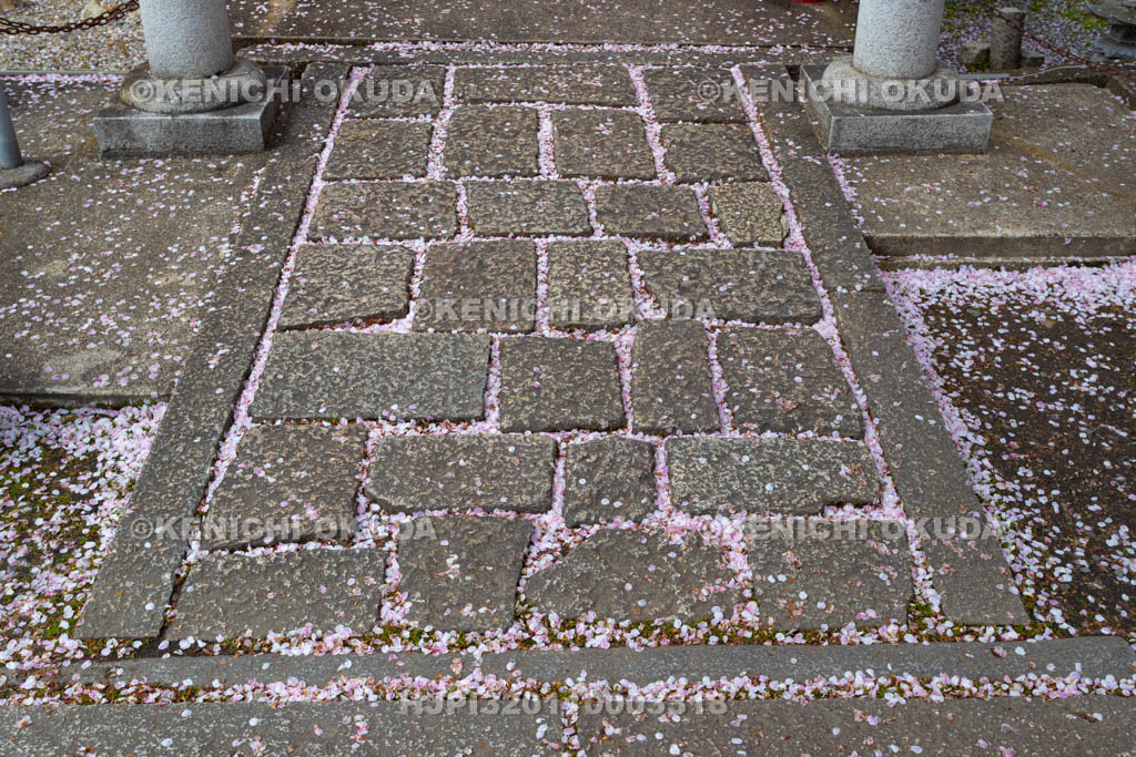 京都府 桜と六孫王神社の参道