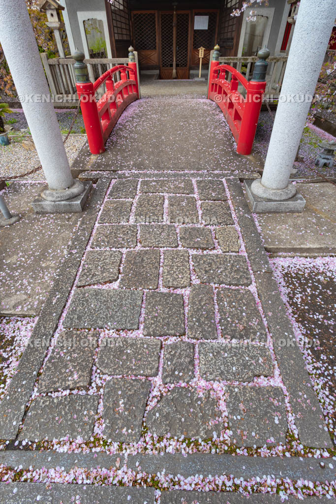 京都府　桜と六孫王神社